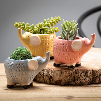 Ceramic Planters + Pots
