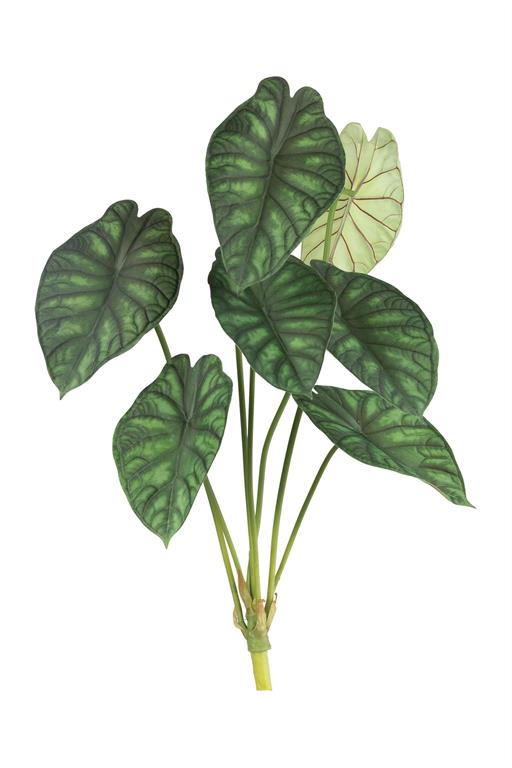 ALOCASIA PLANT