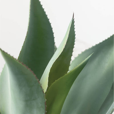 Artificial Potted Agave