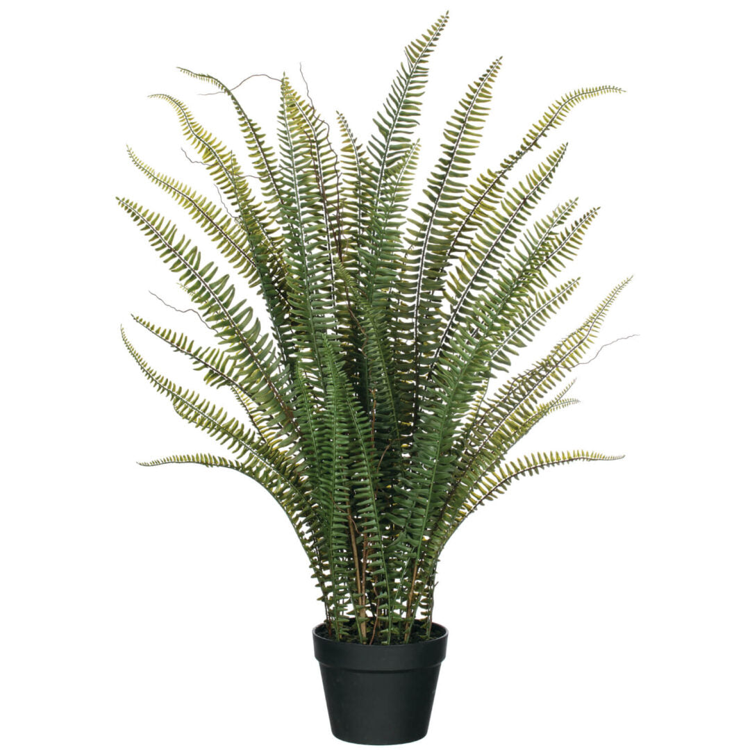 potted feathery fern measuring 38 inches tall. Weight is 4 pounds.