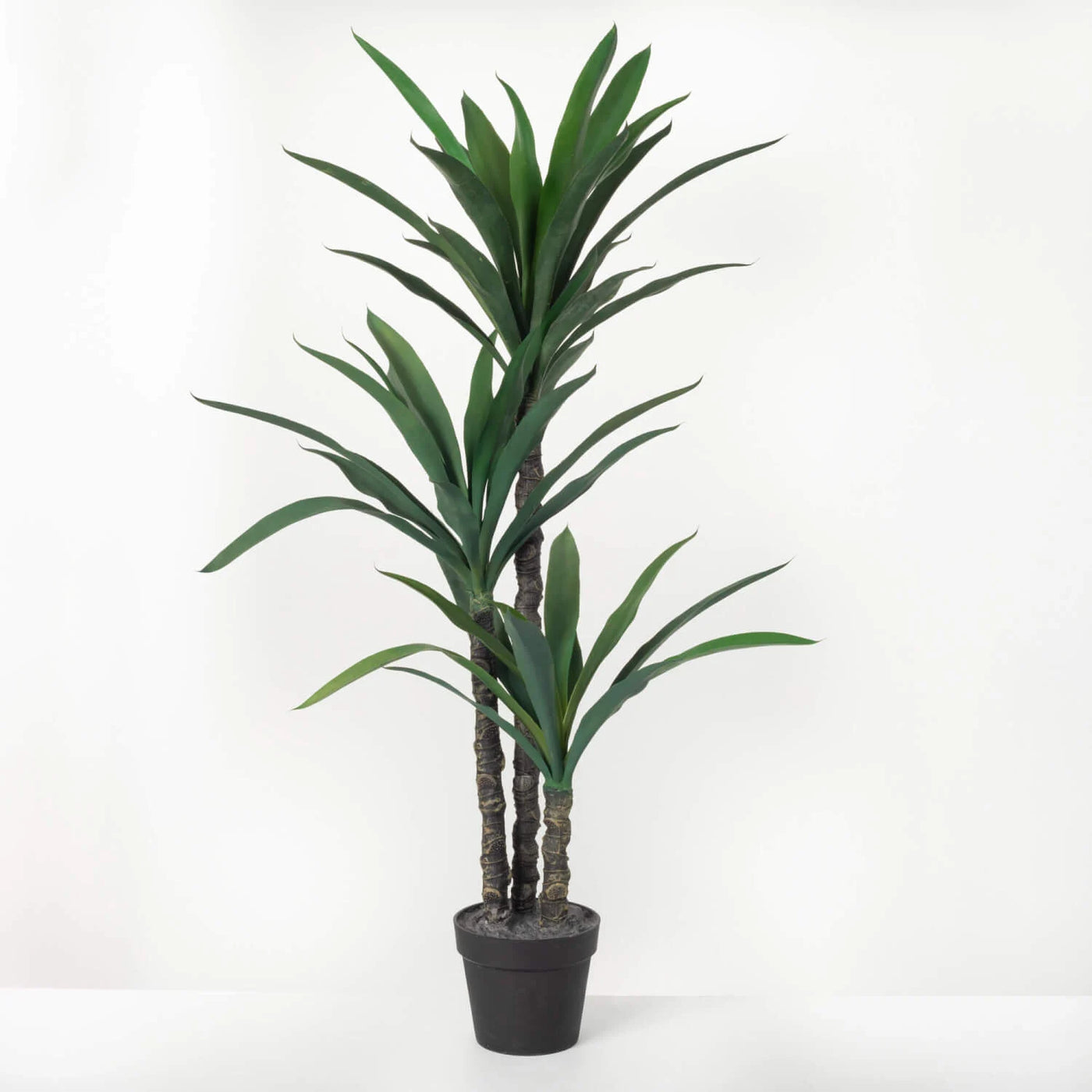 Large Potted Dracaena Tree with weighted base