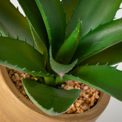 Potted Desert Aloe Plant