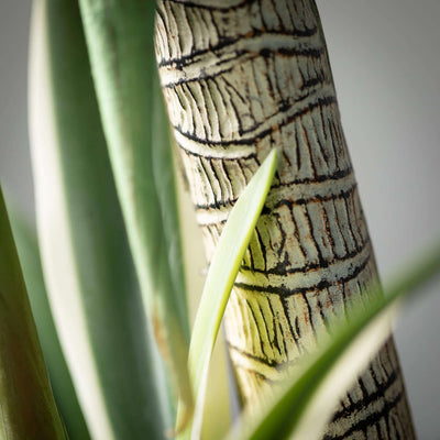 Medium Artificial Potted Dracaena Tree