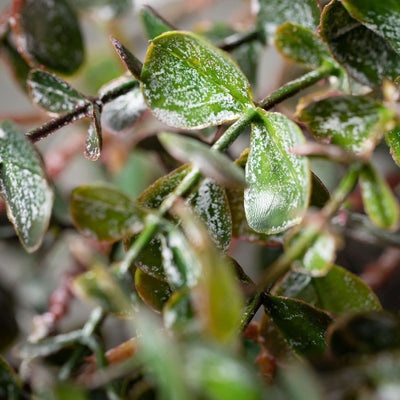 Eucalyptus Mini Leaf Bush