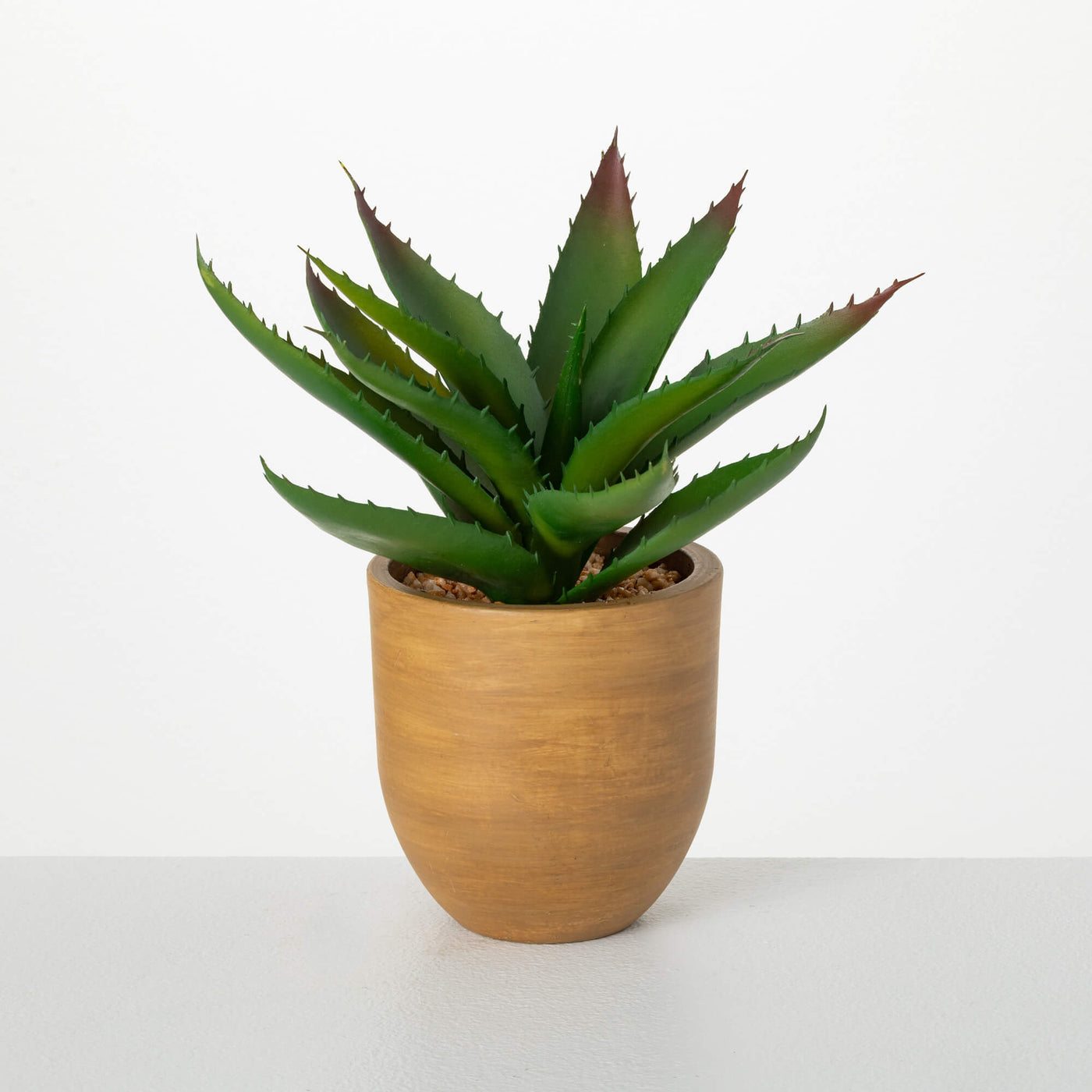 Potted Desert Aloe Plant
